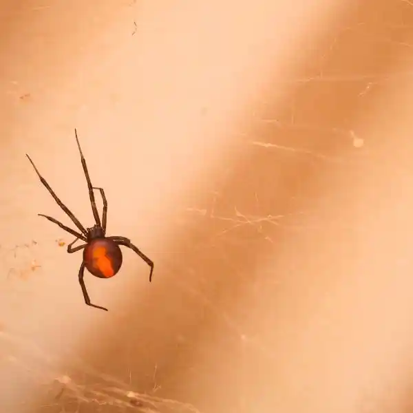 a redback spider on a web