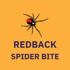 navigational button and isometric image of redback spider bite